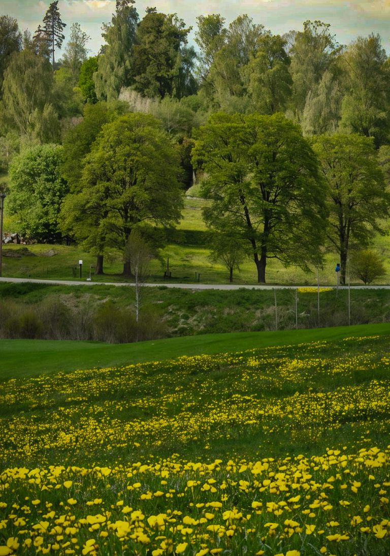 Krajobraz zielona łąka z żółtymi kwiatami, droga i park